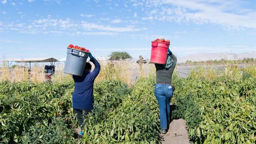 Frente al presidente Abinader: sector agropecuario pide permisos para trabajadores extranjeros Frente al presidente Abinader: sector agropecuario pide permisos para trabajadores extranjeros
