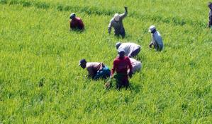 Gobierno emite decreto que protege la producci&oacute;n local de arroz frente al DR-CAFTA