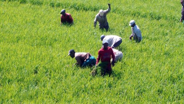 Falta de lluvias afecta producción de arroz en La Vega y SFM - Diario Libre
