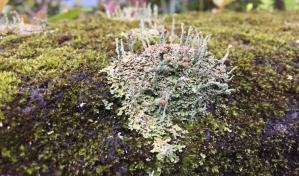 El cambio climático amenaza a 771 especies de plantas y líquenes en peligro de extinción