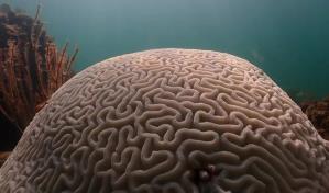 Ponen a resguardo a miles de corales por la subida de temperatura del mar en Florida