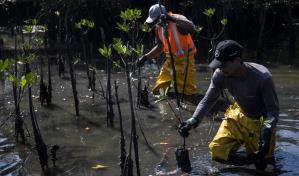 Brasil: Manglares se recuperan en lo que fue el relleno sanitario más grande de Latinoamérica