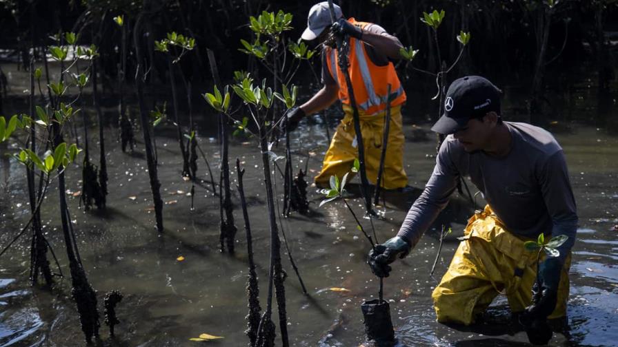 Brasil: Manglares se recuperan en lo que fue el relleno sanitario más grande de Latinoamérica