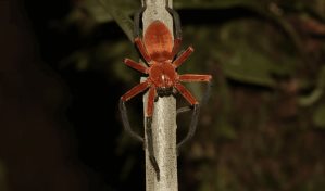 Descubren en zona protegida de la selva amazónica de Ecuador a la araña cangrejo gigante