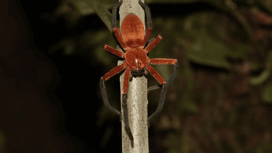 Descubren en zona protegida de la selva amazónica de Ecuador a la araña cangrejo gigante