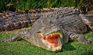 Abuelo desaparece y su cuerpo fue hallado en el estómago de un cocodrilo