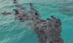 Sacrifican 43 ballenas piloto tras quedar varadas en una playa del suroeste de Australia
