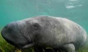 Un acto sexual con su propio hermano causó la muerte de un manatí y es objeto de estudio