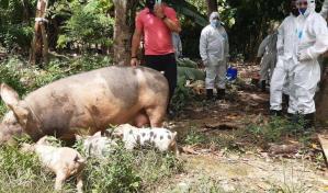 Ministro de Agricultura reitera peste porcina africana está controlada en RD