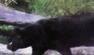 Describen en Brasil un raro ejemplar de gato del pantanal oriental totalmente negro