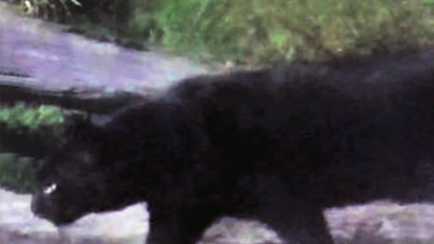 Describen en Brasil un raro ejemplar de gato del pantanal oriental totalmente negro