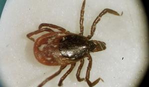 Aumentan casos de enfermedades transmitidas por garrapatas; expertos culpan al cambio climático