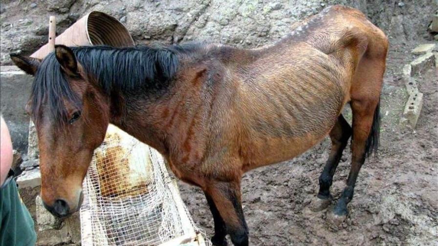 Arrestan a dueño de caballos rescatados en grave estado de desnutrición en Florida