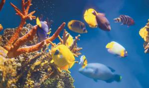 Mediciones indican altas temperaturas en el mar Caribe