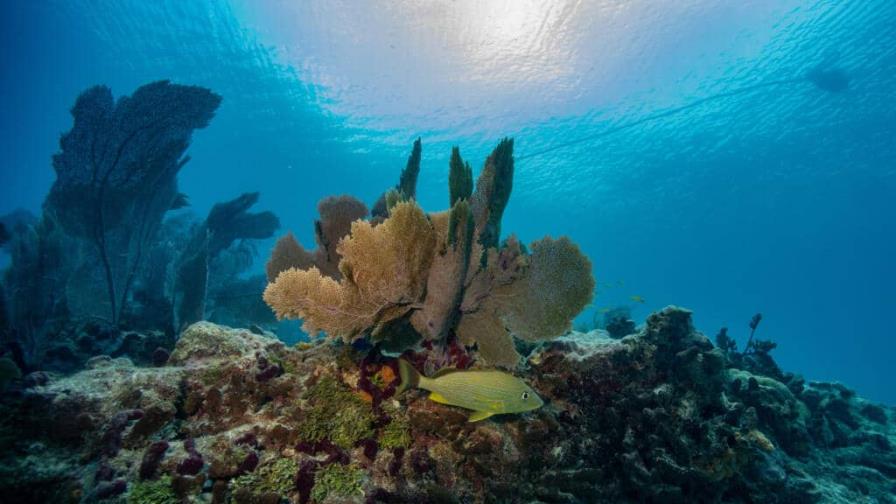 Alta temperatura del océano provoca un desastre medioambiental en el sur de Florida