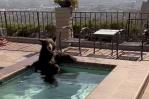 En plena ola de calor, un oso se baña en el jacuzzi de una vivienda en California