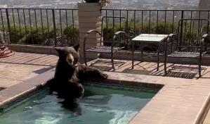 En plena ola de calor, un oso se baña en el jacuzzi de una vivienda en California