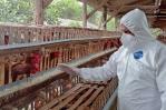 Ecuador activa protocolos de bioseguridad ante un nuevo caso de gripe aviar Ecuador activa protocolos de bioseguridad ante un nuevo caso de gripe aviar