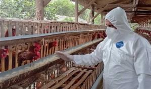 Ecuador activa protocolos de bioseguridad ante un nuevo caso de gripe aviar