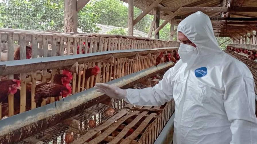 Ecuador activa protocolos de bioseguridad ante un nuevo caso de gripe aviar