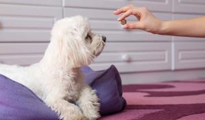 Pastilla para el Poodle