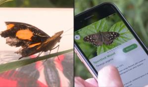 El Reino Unido invita a los amantes de la naturaleza a un censo de mariposas