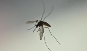 Cómo el mosquito tigre invadió Francia y qué se puede hacer para detenerlo