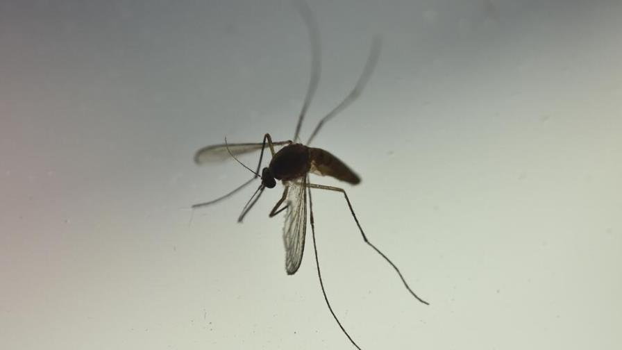 Cómo el mosquito tigre invadió Francia y qué se puede hacer para detenerlo
