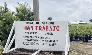 Florida enfrenta éxodo de trabajadores migrantes