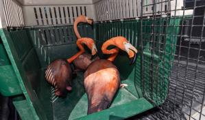 Eladio Fernández: "La cantidad de flamencos que hay en cautiverio es abrumante"