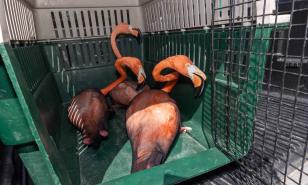 Eladio Fernández: “La cantidad de flamencos que hay en cautiverio es abrumante”