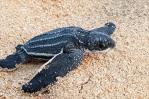 Acuerdan proteger tortugas marinas en peligro de extinción en varias playas Acuerdan proteger tortugas marinas en peligro de extinción en varias playas
