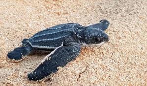 Acuerdan proteger tortugas marinas en peligro de extinción en varias playas