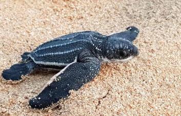 Acuerdan proteger tortugas marinas en peligro de extinción en varias playas
