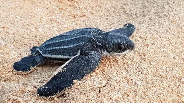 Acuerdan proteger tortugas marinas en peligro de extinción en varias playas