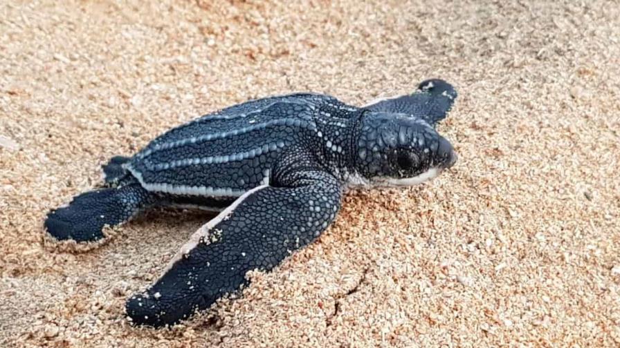 Acuerdan proteger tortugas marinas en peligro de extinción en varias playas