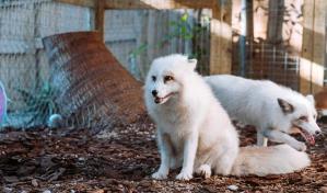 Zorros nacidos en criaderos burlan al destino en un refugio en Florida