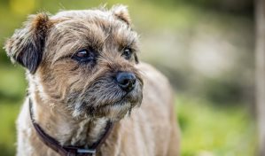 Lucky, la perra de 14 años recorre 163 kilómetros en una noche al intentar volver con sus dueños