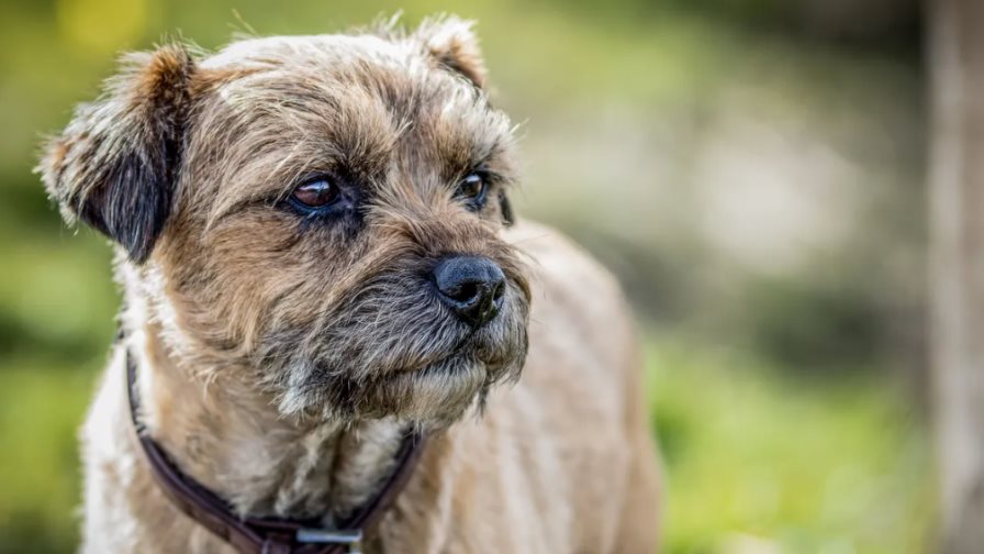 Lucky, la perra de 14 años recorre 163 kilómetros en una noche al intentar volver con sus dueños