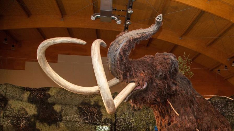 Hallan restos de un mamut en el sur de Bielorrusia Hallan restos de un mamut en el sur de Bielorrusia