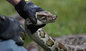 Todo listo para la gran cacería anual de pitones en los Everglades de Florida