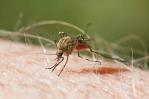 Salud Pública notifica caso de malaria importado en el país