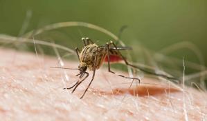 Salud Pública notifica caso de malaria importado en el país