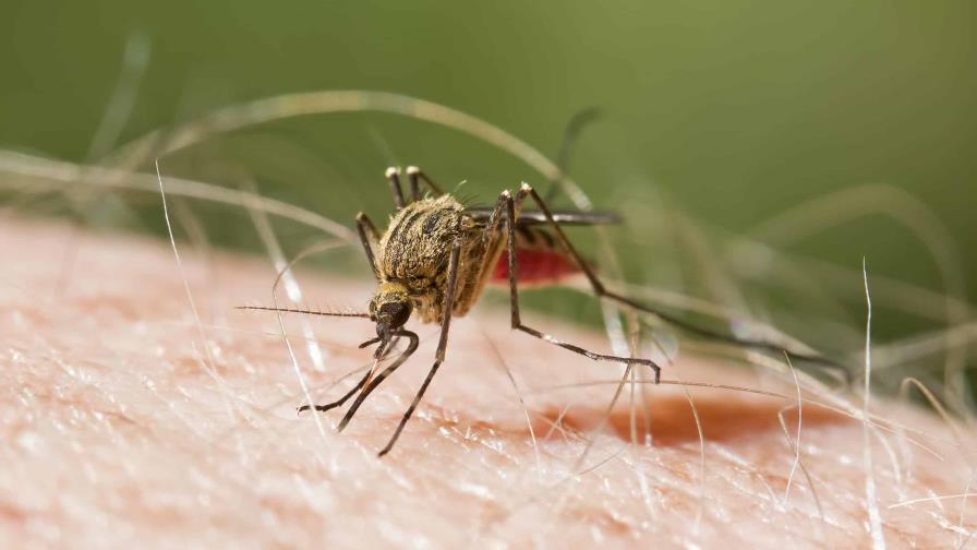 Salud Pública notifica caso de malaria importado en el país