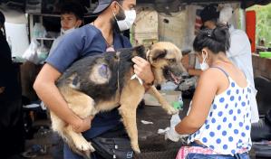 Albergues de animales de la ciudad de Nueva York están abarrotados