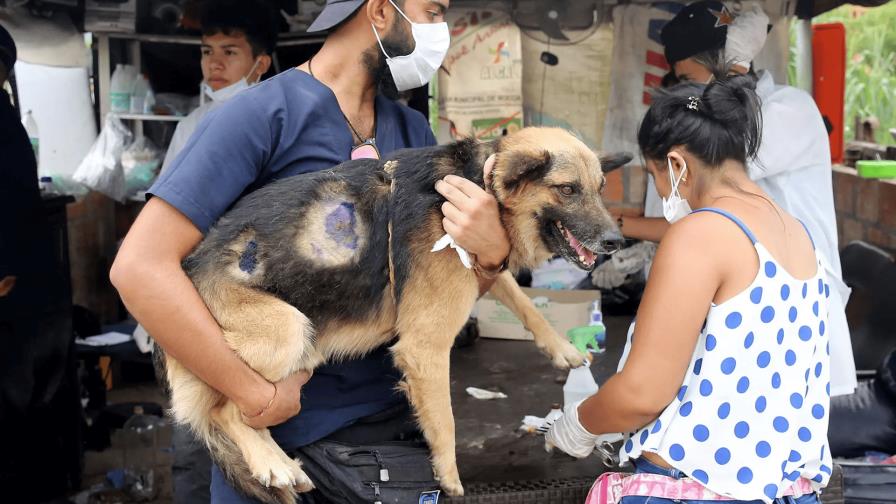 Albergues de animales de la ciudad de Nueva York están abarrotados Albergues de animales de la ciudad de Nueva York están abarrotados