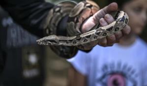 Mordeduras de serpiente en Venezuela, entre la ignorancia y la escasez de antídotos