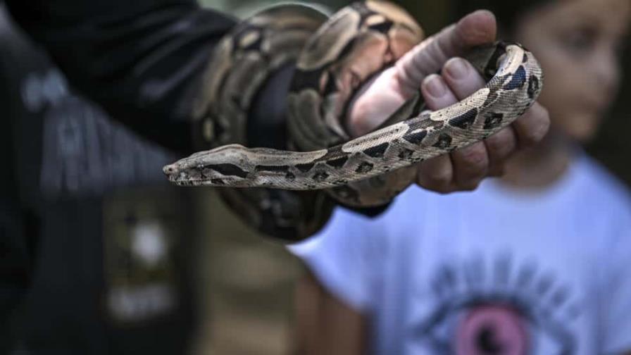 Mordeduras de serpiente en Venezuela, entre la ignorancia y la escasez de antídotos