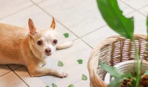 Chihuahua muerde todo