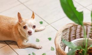 Chihuahua muerde todo